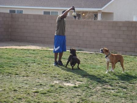 Rocky and Duke