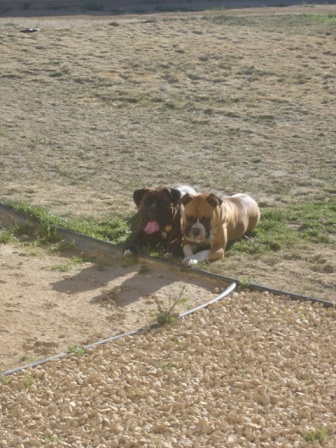 Rocky and Duke