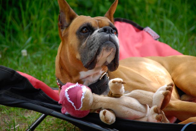 Rocky and his favorite Dino Toy.