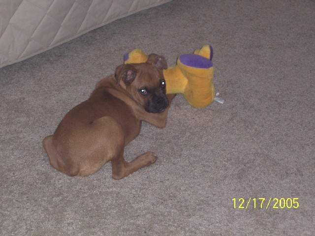 Rocky and his favorite toy