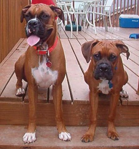 Rocky and Jackson sitting around