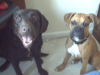Rocky and Solomon