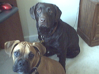 Rocky and Solomon