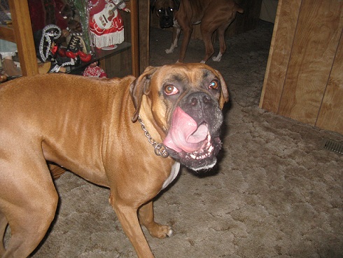 Rocky and Tyson Looking For The Cat