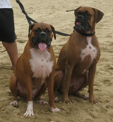 Rocky and Tyson on the Beach