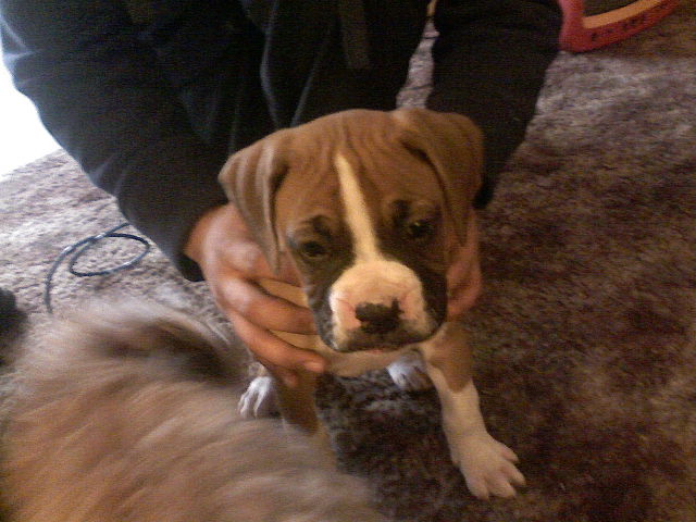 rocky as a pup