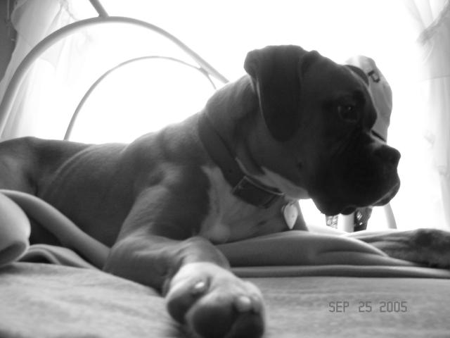 Rocky being mellow.