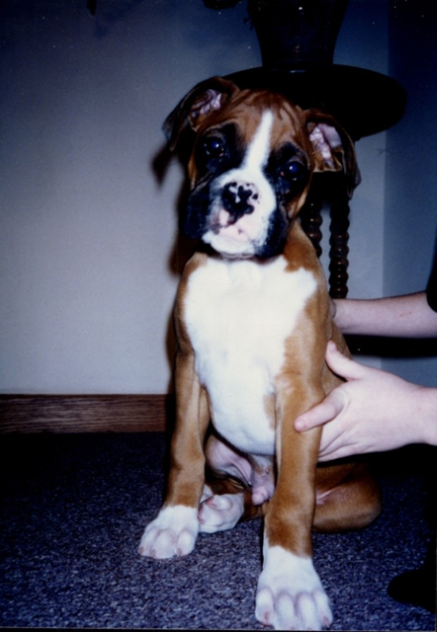 Rocky cerca 1995