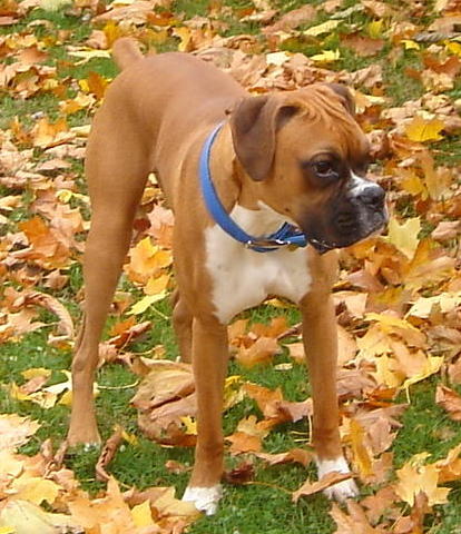 Rocky checking things out.