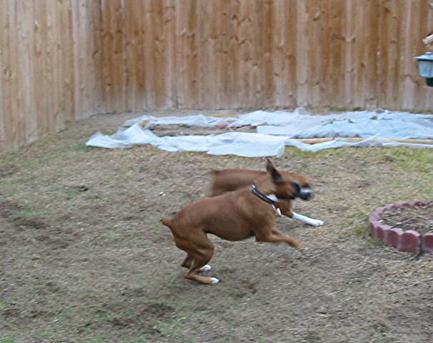 Rocky & Chula burning in my parents yard