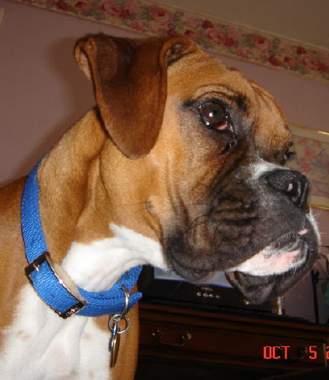 Rocky close up