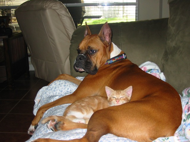Rocky & Coco Kitty
