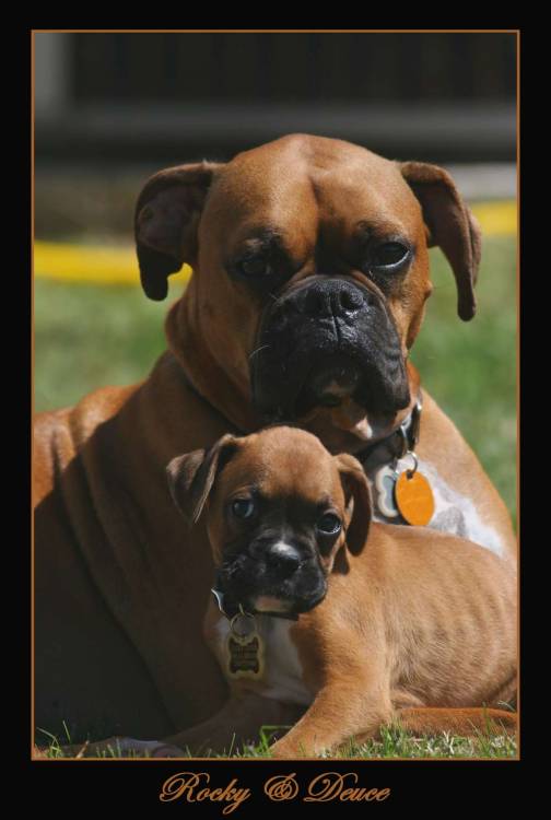 Rocky & Deuce