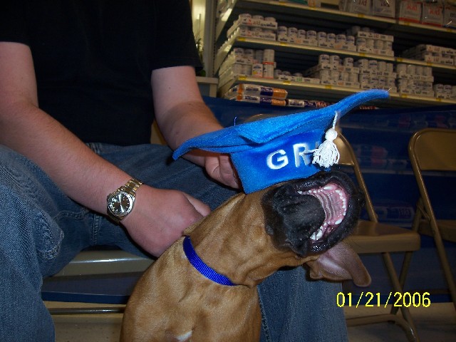 Rocky doesn't like his grad hat