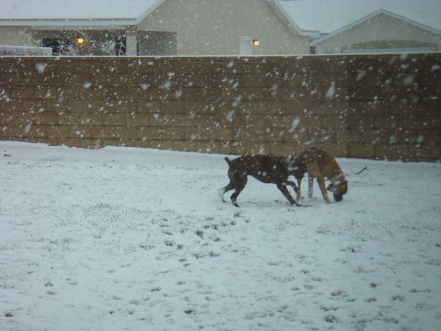 Rocky & Duke first time in the snow