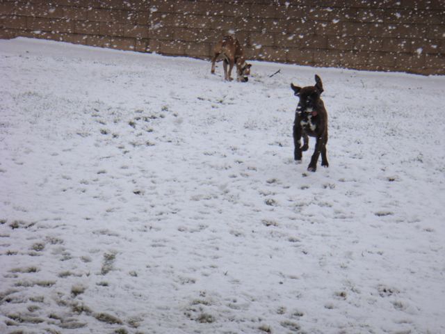 Rocky & Duke playing in the snow