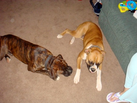 Rocky & Duke12/20/08(2)