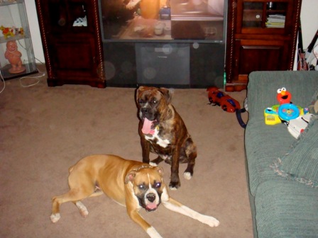 Rocky & Duke12/20/08(3)