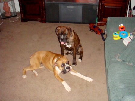 Rocky & Duke12/20/08(4)