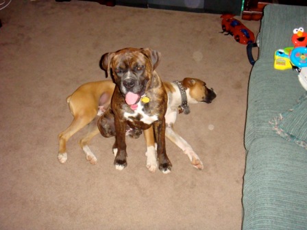 Rocky & Duke12/20/08(5)