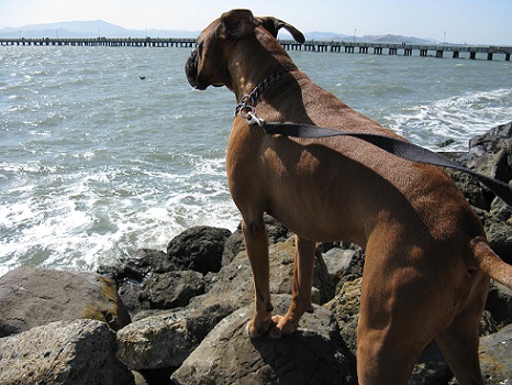 Rocky enjoying the view of the Berkeley pier