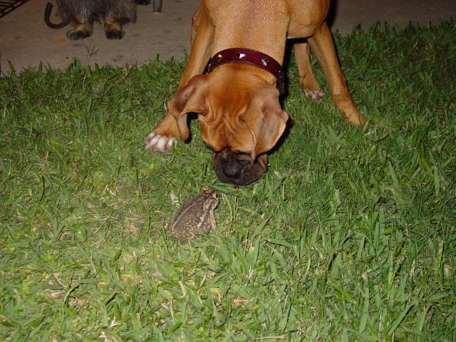 Rocky finds Toad