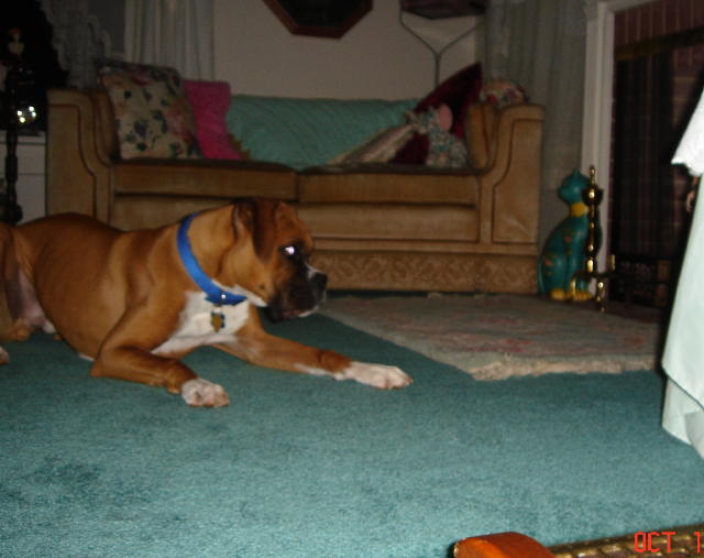 Rocky fixated on his new ball (it got stuck under the chair)