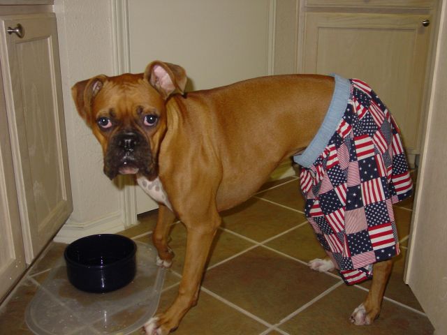 Rocky gearing up for the 4th of July