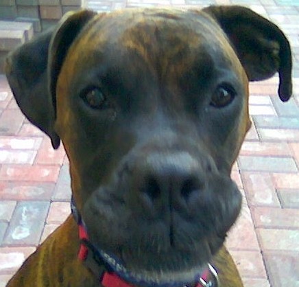 Rocky Grinning