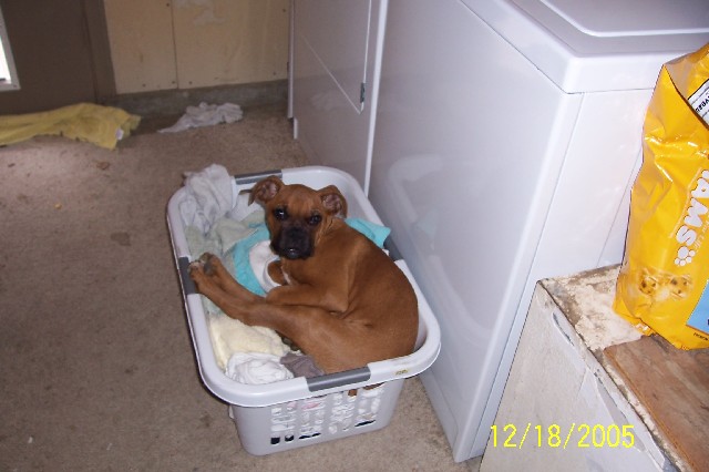 Rocky helping with the laundry