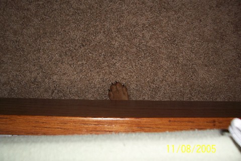 Rocky "hiding" under the bed