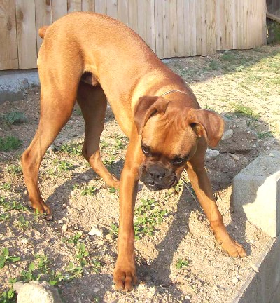 Rocky in action