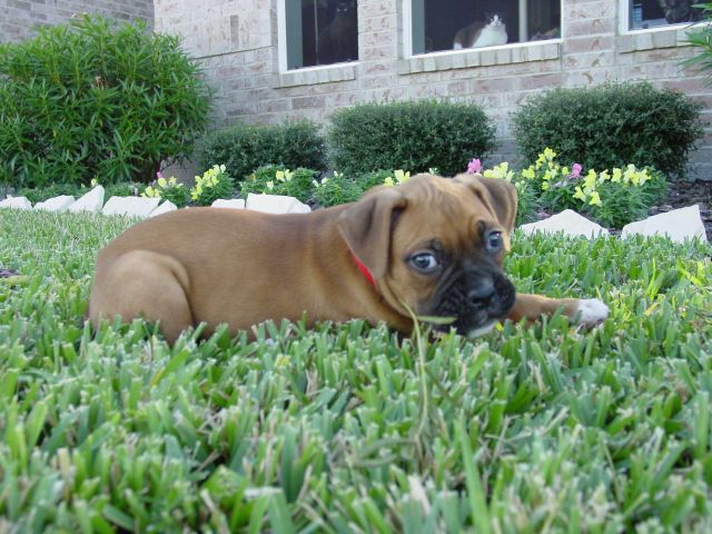 Rocky Layin Low