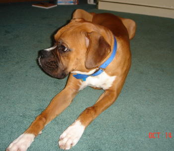 Rocky laying down