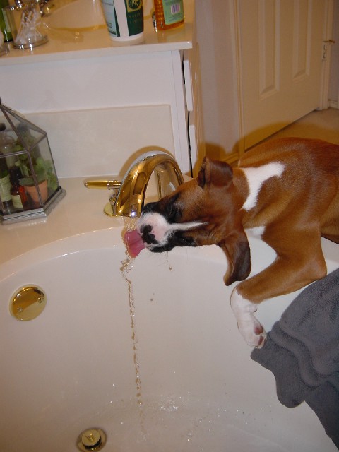 Rocky learned how to turn the water on!