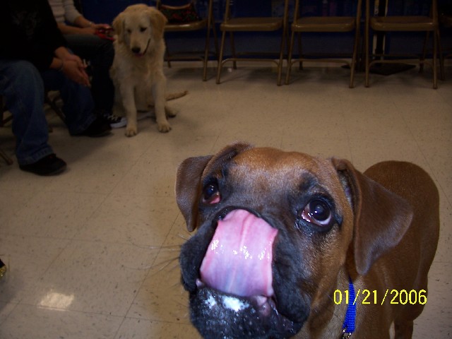 Rocky licking frosting off of his face