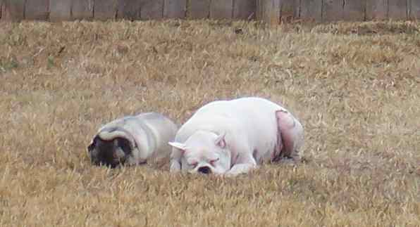Rocky & Lily Snoozing