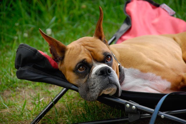 Rocky lounging at Lake George