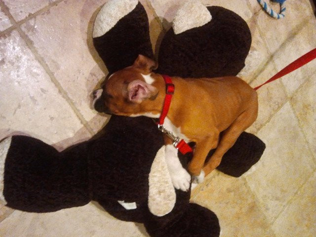 Rocky loves brother bear