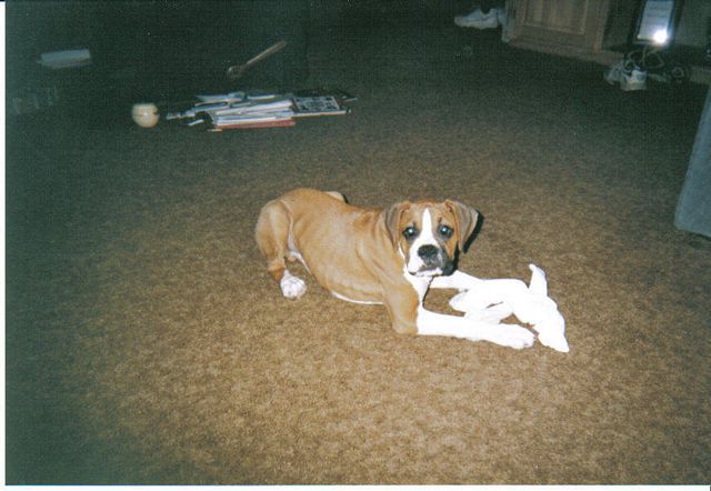 Rocky loves socks