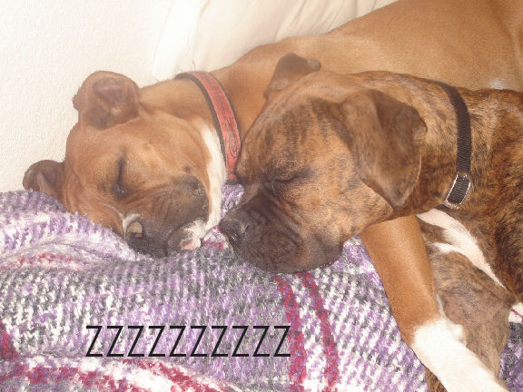 Rocky n Lady snoozing