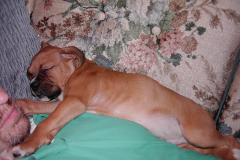 Rocky napping @ 9 weeks