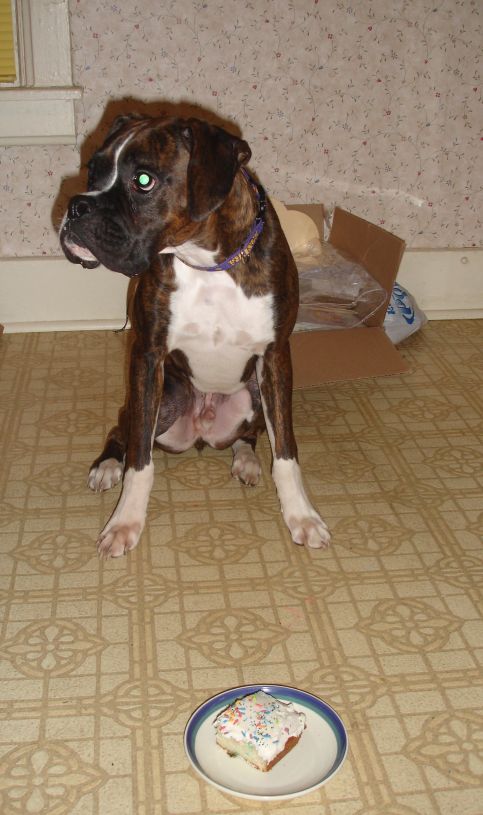 Rocky on his 1st Birthday waiting for cake!