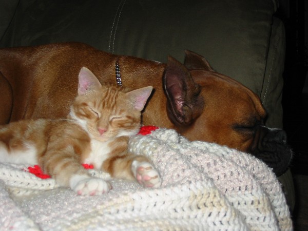 Rocky & partner in crime Coco Kitty