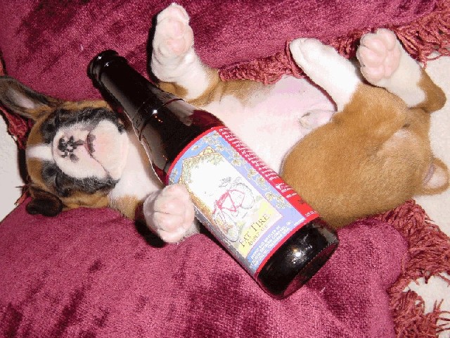 rocky passed out