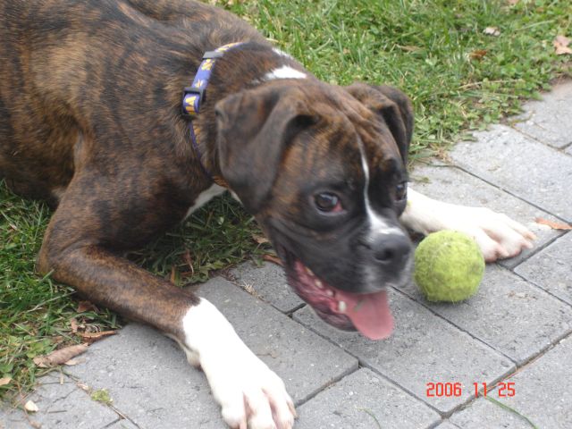 Rocky Playing Ball
