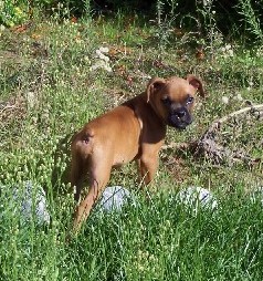 Rocky playing in the backyard