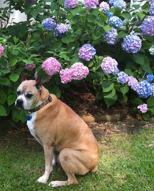 Rocky posing 4 me