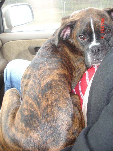 Rocky Riding on Dad's Lap to Grandma & Papa's