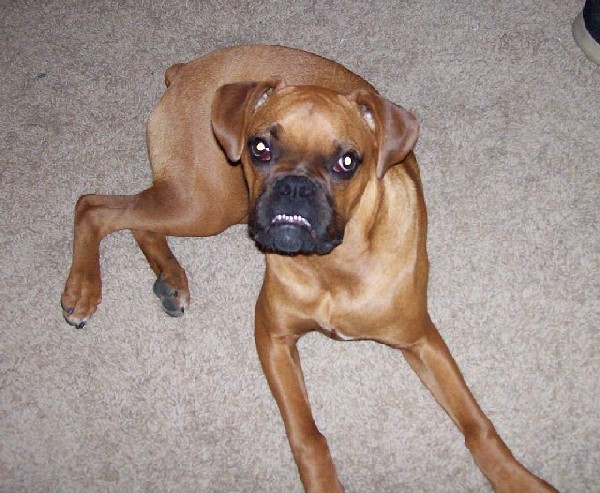 Rocky showing some teeth - 8 months old